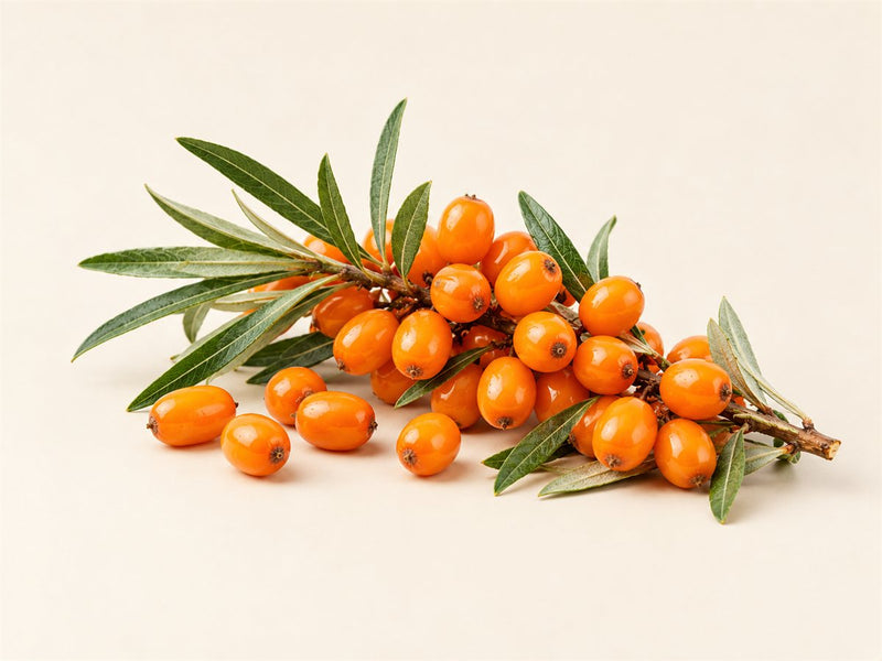 Sea Buckthorn